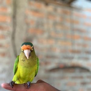 Meet your Posher, Pablo